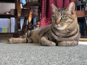 猫