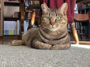 猫