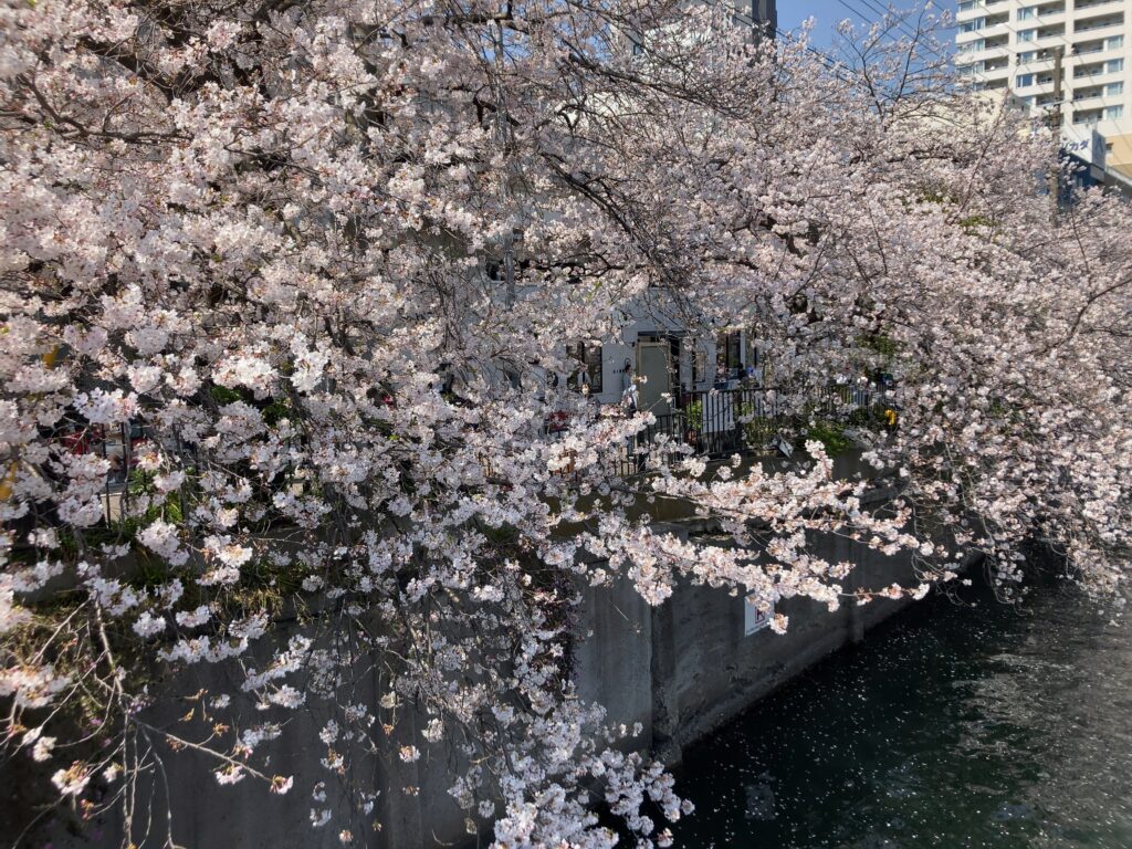大岡川 桜