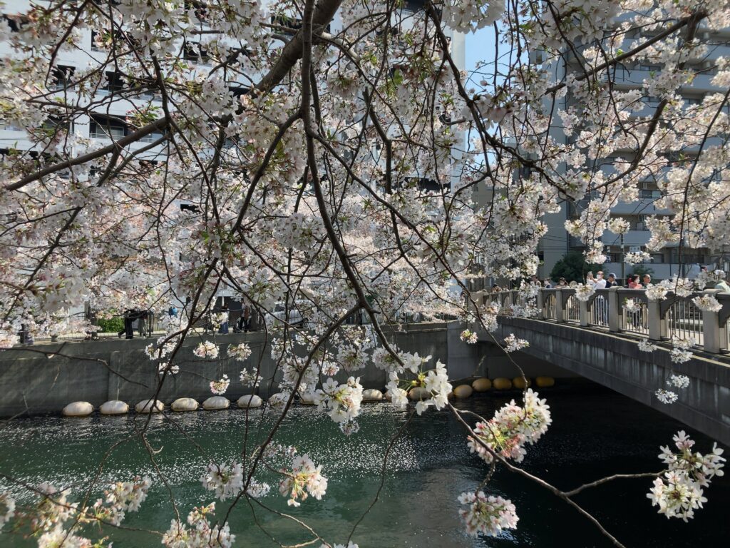 大岡川 桜